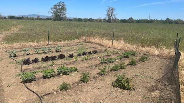 Irrigation System Complete!