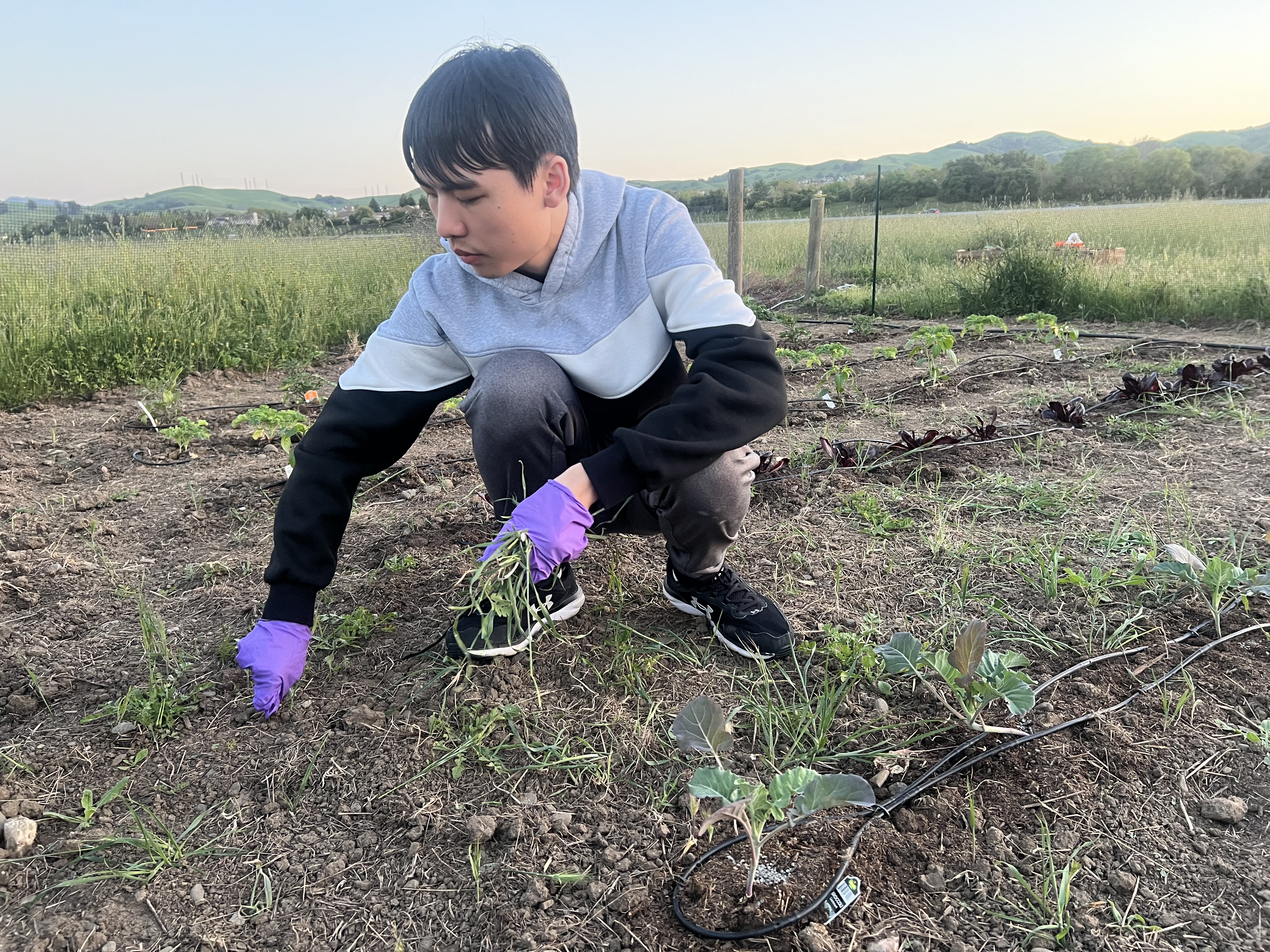 Planting the Path Forward
